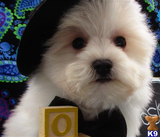 Puppykisses Picture 1